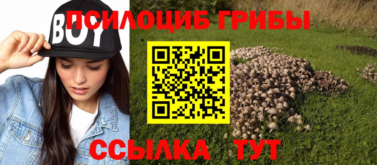 Галлюциногенные грибы Psilocybe Арзамас